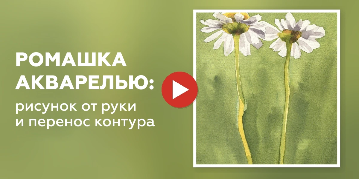 Ромашка акварелью: рисунок от руки и перенос контура